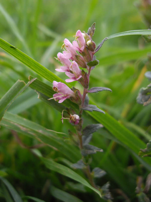 Odontites vernus